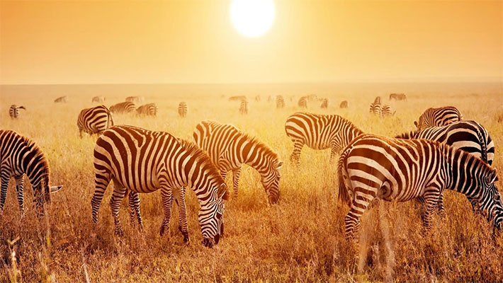 KENYA SAFARI PACKAGE 6 DAYS